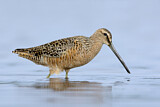 Image. Long-billed Dowitcher
