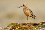 Image. Long-billed Dowitcher