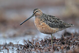 Image. Long-billed Dowitcher