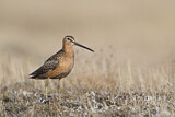 Image. Long-billed Dowitcher