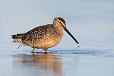 Image. Long-billed Dowitcher