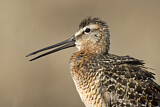 Image. Long-billed Dowitcher