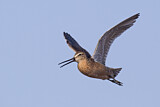 Image. Long-billed Dowitcher