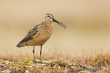 Image. Long-billed Dowitcher
