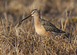 Image. Long-billed Dowitcher