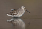 Image. Long-billed Dowitcher