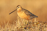Image. Long-billed Dowitcher
