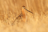 Image. Long-billed Dowitcher