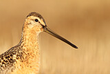 Image. Long-billed Dowitcher