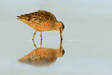 Image. Long-billed Dowitcher