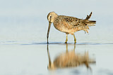 Image. Long-billed Dowitcher