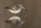 Image. Long-billed Dowitcher