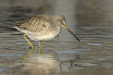 Image. Long-billed Dowitcher