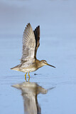 Image. Long-billed Dowitcher