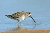 Image. Long-billed Dowitcher