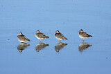 Image. Long-billed Dowitcher
