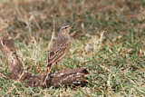 Image. Long-billed Pipit