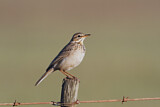 Image. Long-billed Pipit