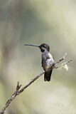 Image. Long-billed Starthroat