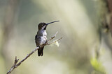 Image. Long-billed Starthroat