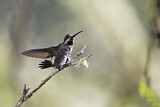 Image. Long-billed Starthroat