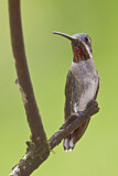 Image. Long-billed Starthroat