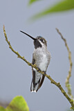 Image. Long-billed Starthroat
