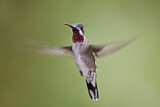 Image. Long-billed Starthroat