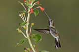 Image. Long-billed Starthroat