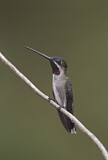 Image. Long-billed Starthroat