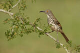 Image. Long-billed Thrasher