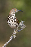 Image. Long-billed Thrasher