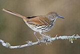 Image. Long-billed Thrasher