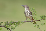 Image. Long-billed Thrasher