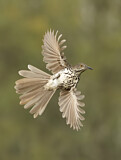 Image. Long-billed Thrasher