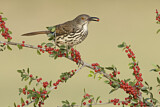 Image. Long-billed Thrasher