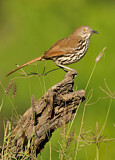 Image. Long-billed Thrasher