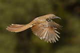 Image. Long-billed Thrasher