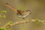 Image. Long-billed Thrasher