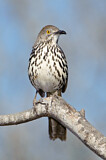 Image. Long-billed Thrasher