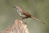 Image. Long-billed Thrasher
