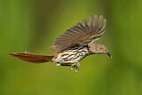 Image. Long-billed Thrasher