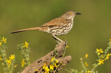 Image. Long-billed Thrasher