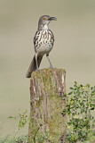 Image. Long-billed Thrasher