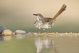 Image. Long-billed Thrasher