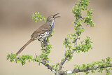 Image. Long-billed Thrasher