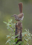 Image. Long-billed Thrasher
