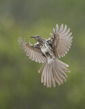 Image. Long-billed Thrasher