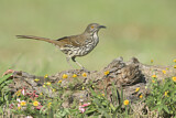 Image. Long-billed Thrasher