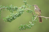 Image. Long-billed Thrasher